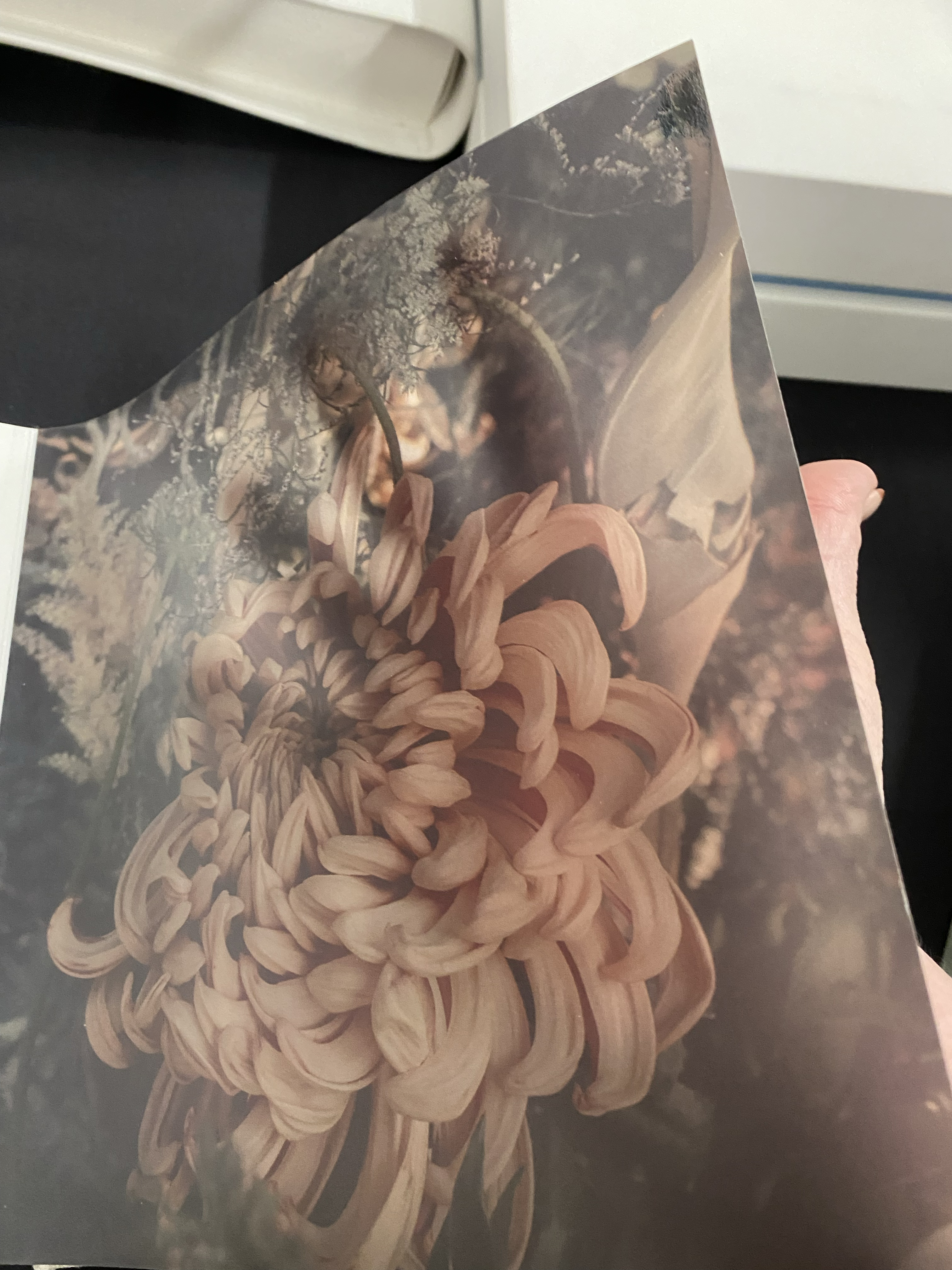 Vellum Vellum page with crysanthemum